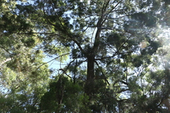 Callitris columellaris