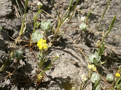 Castilleja campestris succulenta