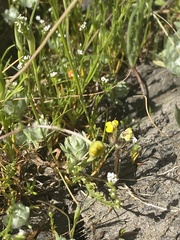 Castilleja campestris succulenta