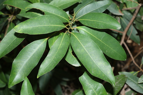 Image of Cryptocarya glaucescens by (c) Greg Tasney, some rights reserved (CC BY-SA)