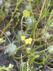 Castilleja campestris succulenta