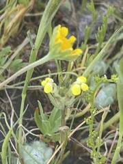 Castilleja campestris succulenta