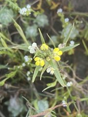 Castilleja campestris succulenta