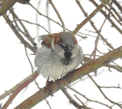 Passer domesticus