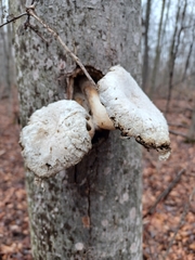 Pleurotus levis