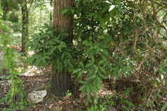 Cryptocarya glaucescens