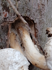 Pleurotus levis