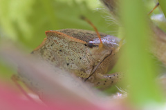 Euschistus conspersus