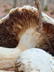 Pleurotus levis