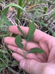 Lomatium nudicaule