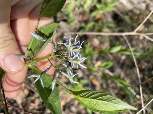 Amsonia tabernaemontana image