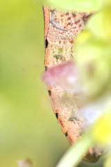 Euschistus conspersus