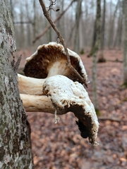 Pleurotus levis