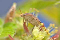 Euschistus conspersus