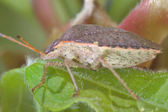 Euschistus conspersus