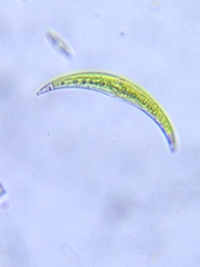 Closterium leibleinii