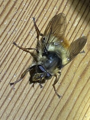 Criorhina bubulcus