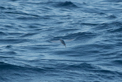 Exocoetidae