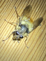 Criorhina bubulcus