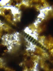 Desmidium grevillei