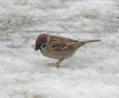 Passer montanus