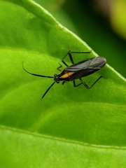 Prepops luteofasciatus