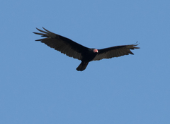 Cathartes aura
