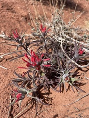 Castilleja scabrida
