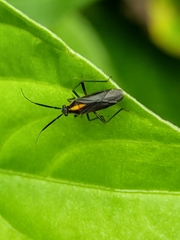 Prepops luteofasciatus