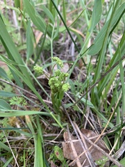 Lomatium nudicaule