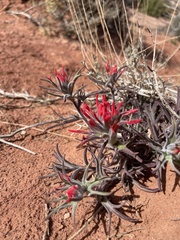 Castilleja scabrida