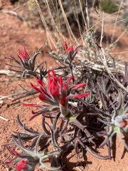 Castilleja scabrida