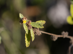 Angiospermae