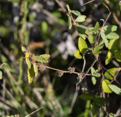 Angiospermae