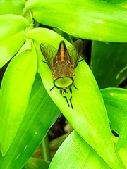 Tabanus nigrovittatus