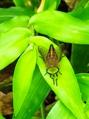 Tabanus nigrovittatus