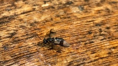 Chrysops flavocinctus