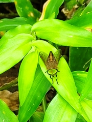 Tabanus nigrovittatus