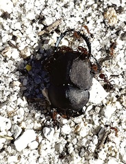 Mycotrupes pedester