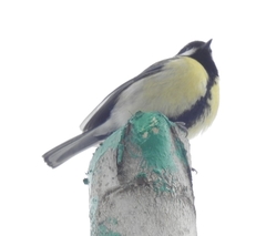 Parus major