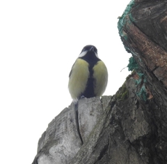 Parus major