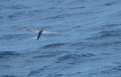 Exocoetidae