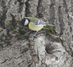 Parus major
