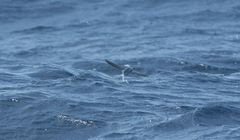 Cheilopogon cyanopterus
