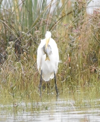 Ardea alba