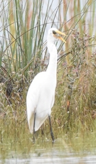 Ardea alba