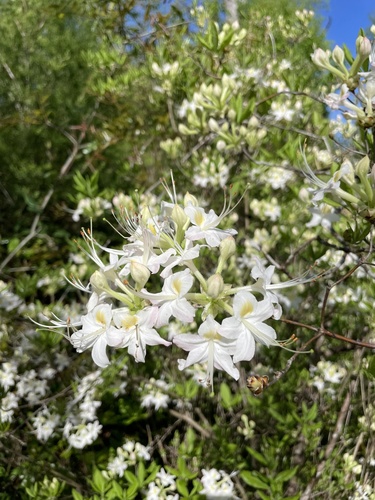Rhododendron alabamense image