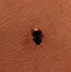 Heteroptera