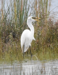 Ardea alba