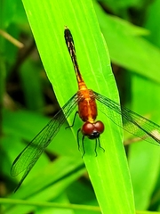 Erythrodiplax andagoya